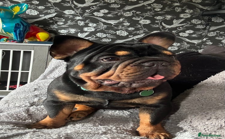 French Bulldog dogs - Advert 4