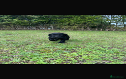 Cocker Spaniel dogs for sale: Working Cocker Spaniel Puppies - Image 8