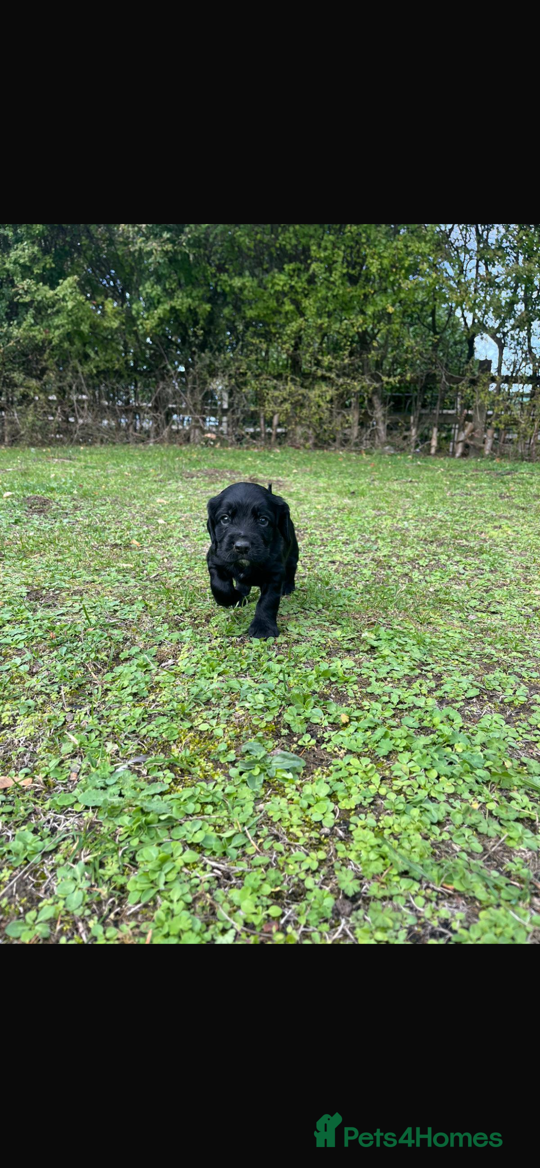 Cocker Spaniel dogs for sale: Working Cocker Spaniel Puppies - Image 8