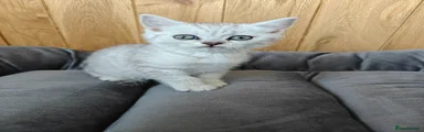 Scottish straight Kitten 3