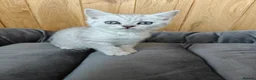 Scottish Fold cats for sale: Scottish fold and straight kittens. - Advert 5