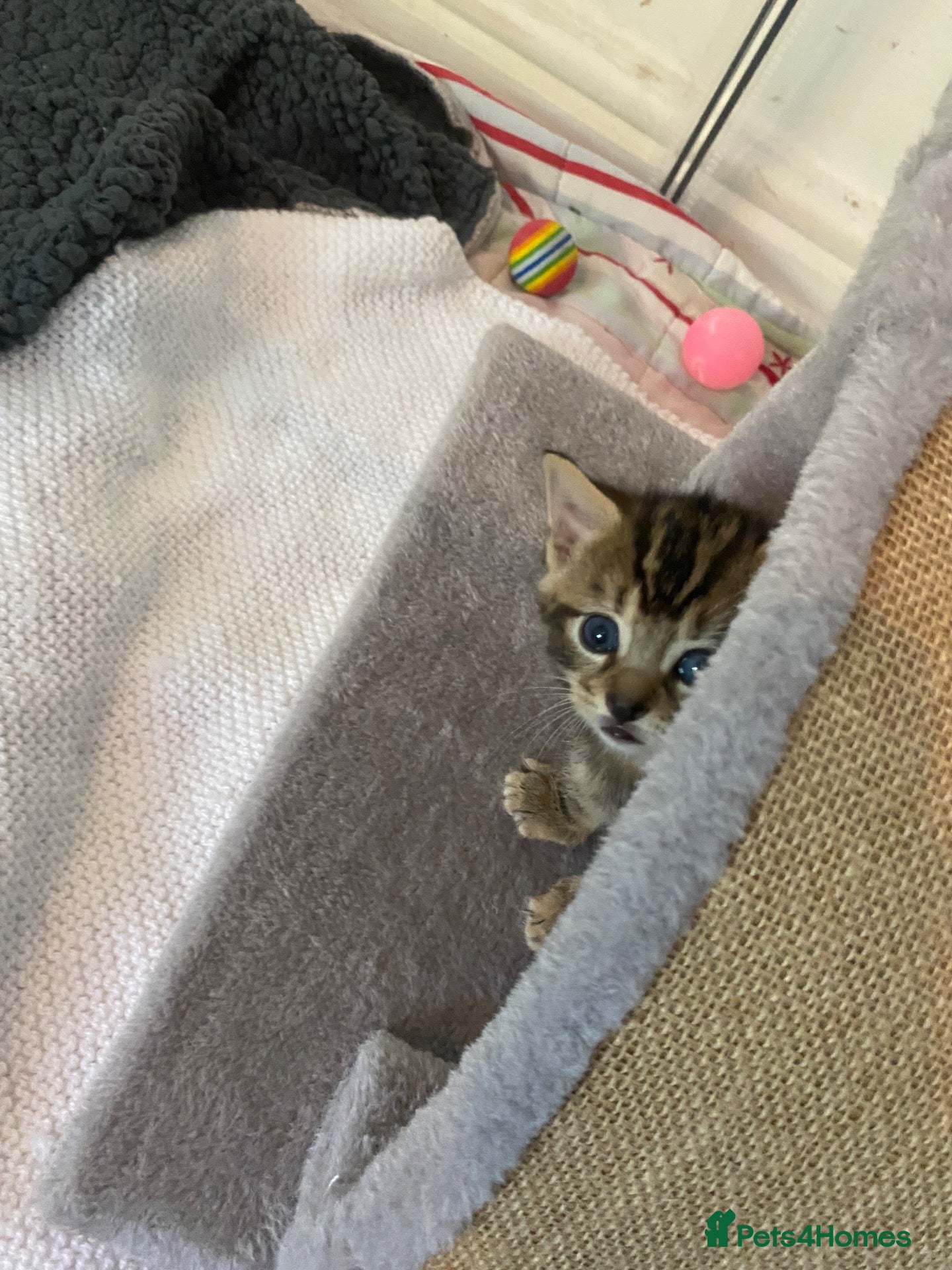 Bengal cats for sale: Bengal ASH x Bombay  - Advert 1