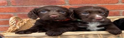 Cocker Spaniel dogs for sale: Quality Cocker Spaniel Puppies - Advert 7