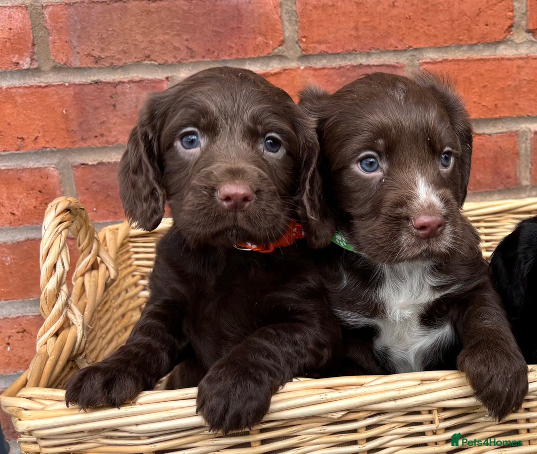 Cocker Spaniel dogs for sale: Quality Cocker Spaniel Puppies - Advert 7