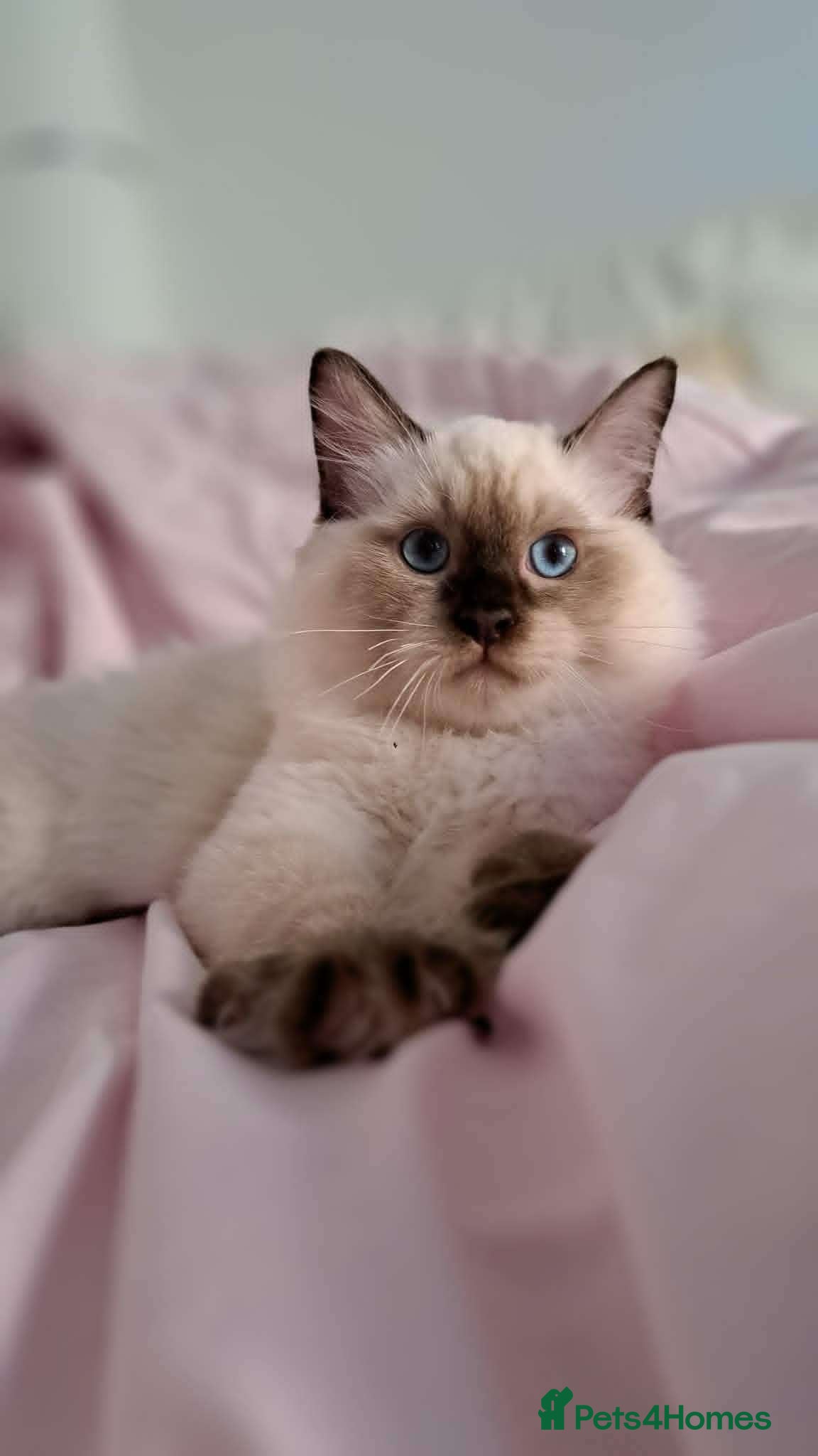 Ragdoll cats 💠FiFe registered Ragdoll kittens for sale💠 - Advert 21