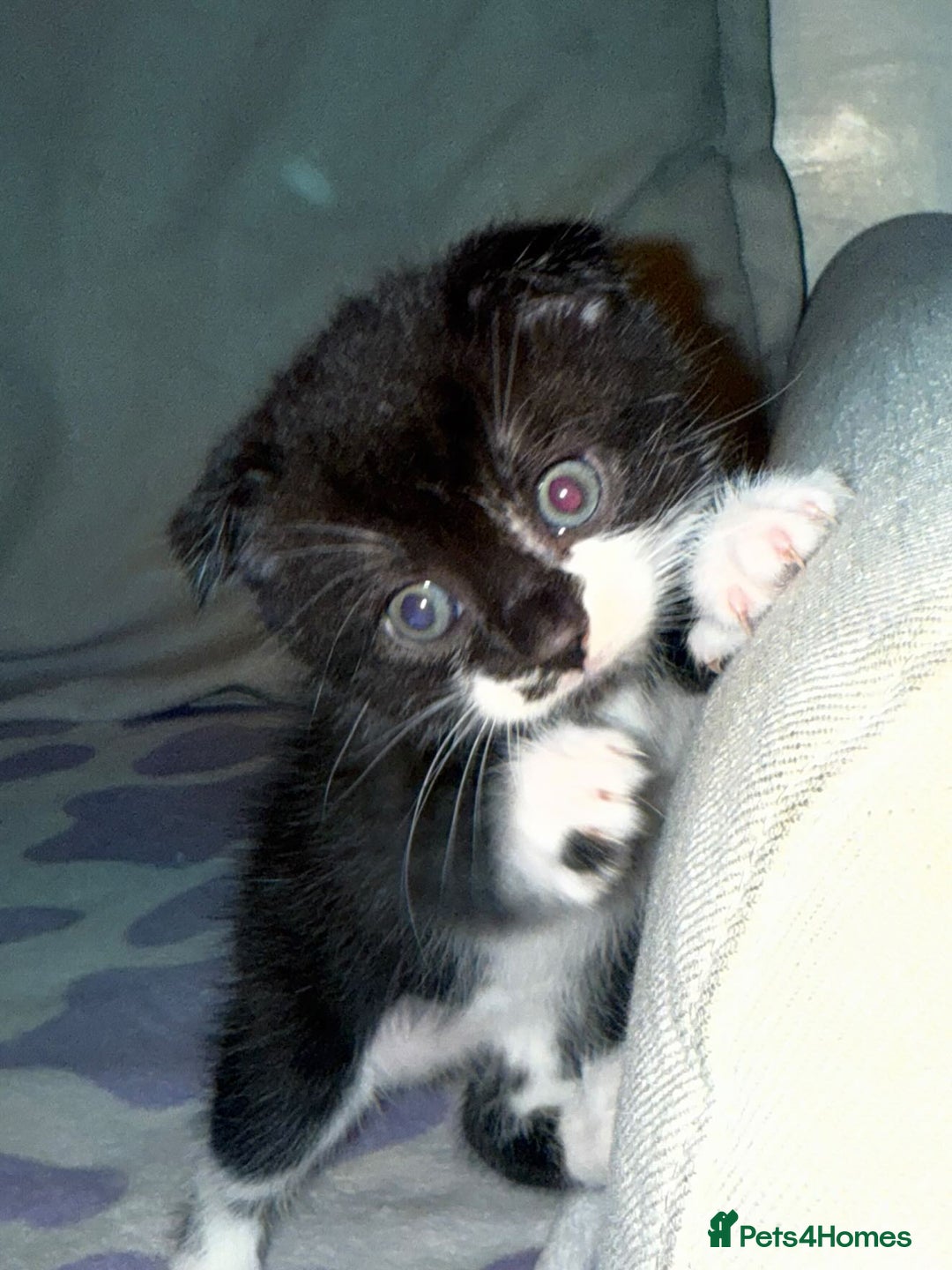 Scottish Fold cats for sale: Adorable Kittens Looking for Forever Homes! 🐾 - Image 11