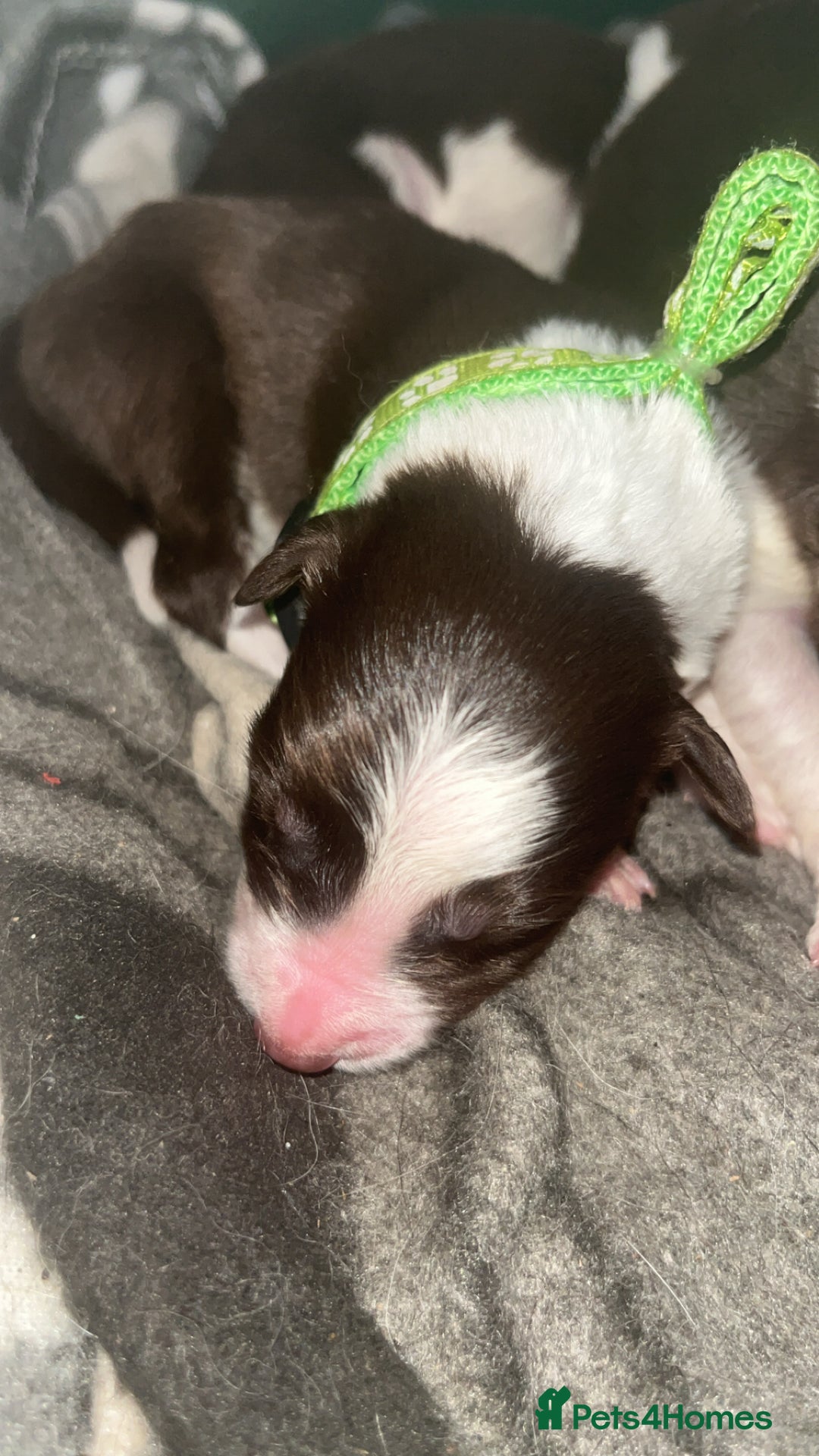 Border Collie dogs for sale: Litter of 7 border collies - Advert 14