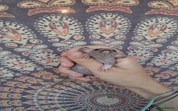 Rat rodents for sale: All rats have been reserved. - Image 8