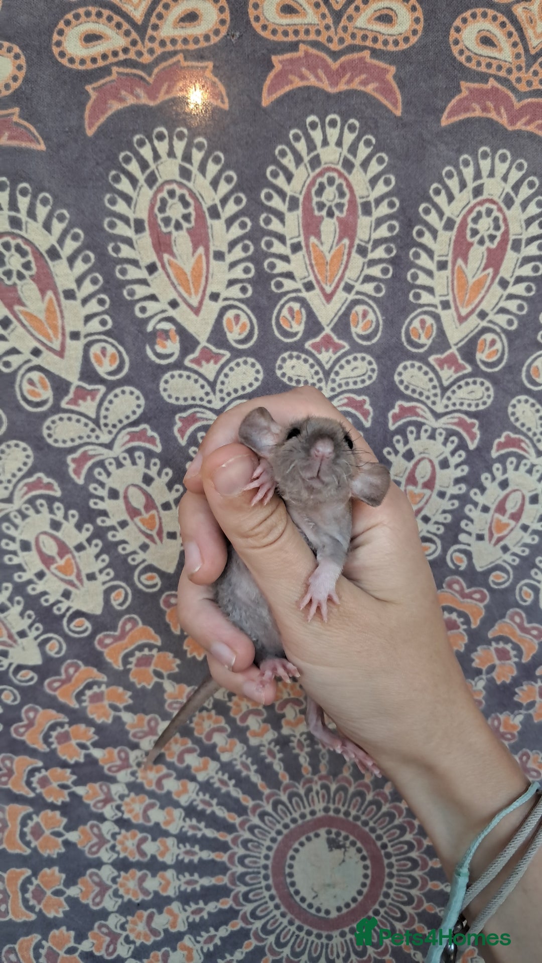 Rat rodents for sale: All rats have been reserved. - Image 8