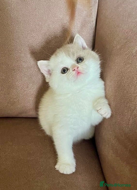 British Shorthair cats 🐾 Beautiful Blue & White BSH Boys 1 Lilac girl 🐾 - Advert 2