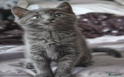 British Longhair cats for sale: Blue cat  - Image 1