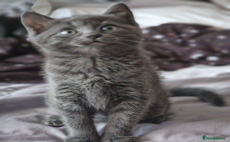 British Longhair cats - Advert 3