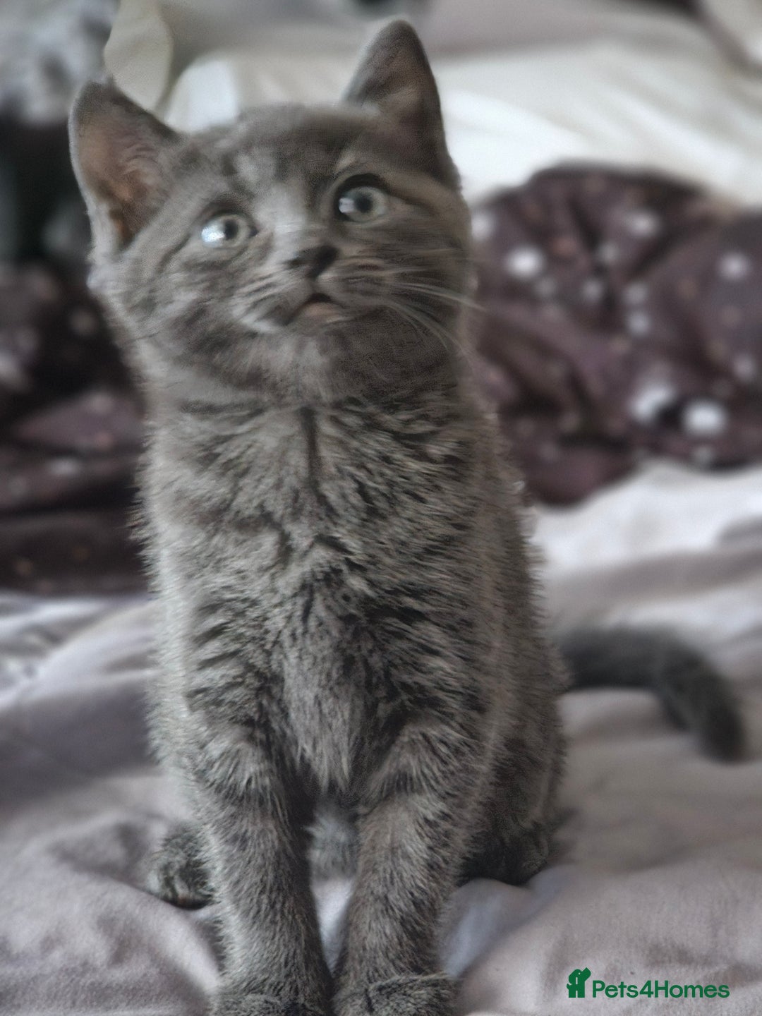 British Longhair cats for sale: Blue cat  - Image 1