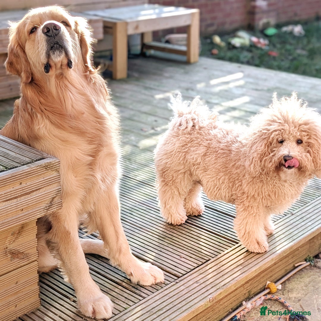 Golden Retriever dogs for stud: KC Registered Golden Retriever Stud in Crawley - Advert 14