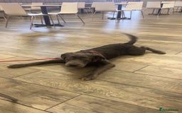 Mixed Breed dogs for sale: Great Dane cross  - Advert 4