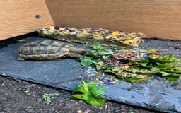 Tortoise reptiles for sale: 3yr old family Spur-Thigh tortoise - Advert 1