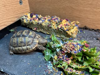 Tortoise reptiles 3yr old family Spur-Thigh tortoise - Advert 5