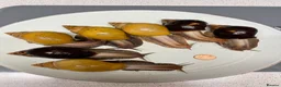 Snails invertebrates for sale: Giant African Snails - Advert 5