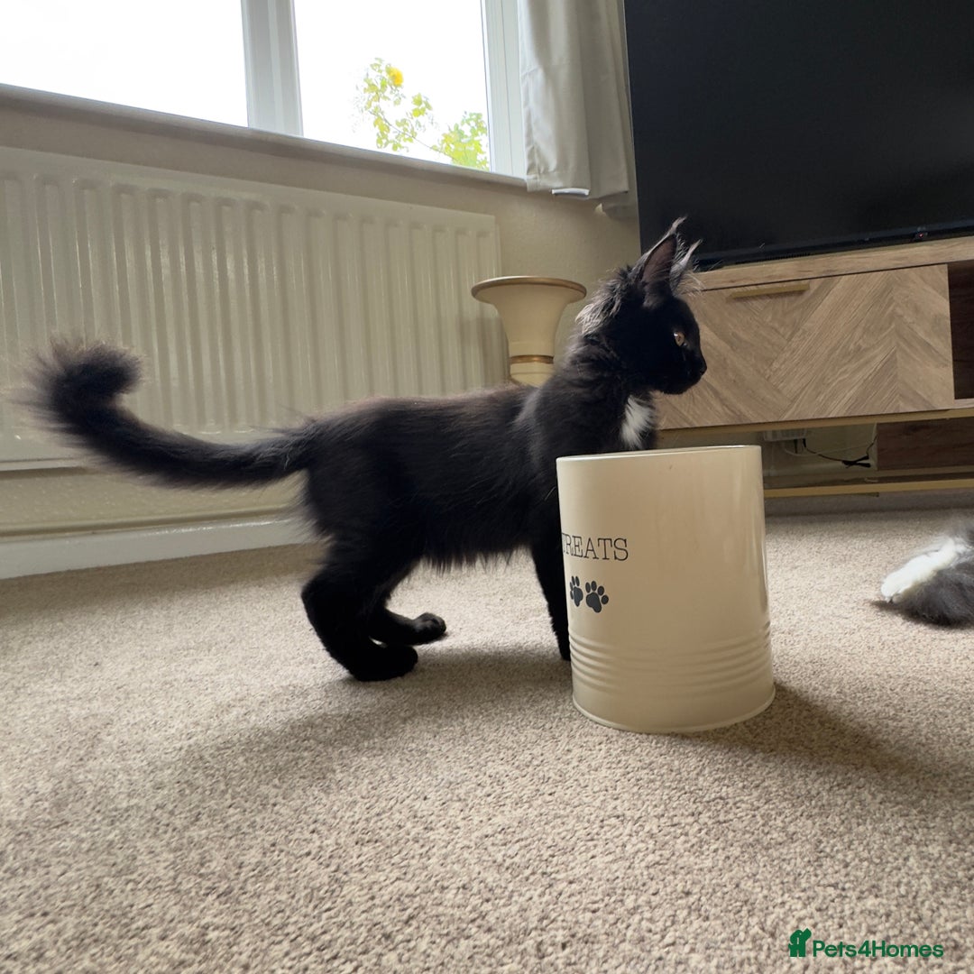Maine Coon cats for sale: Reduced due to holiday! GCCF Reg Maine Coons - Image 4