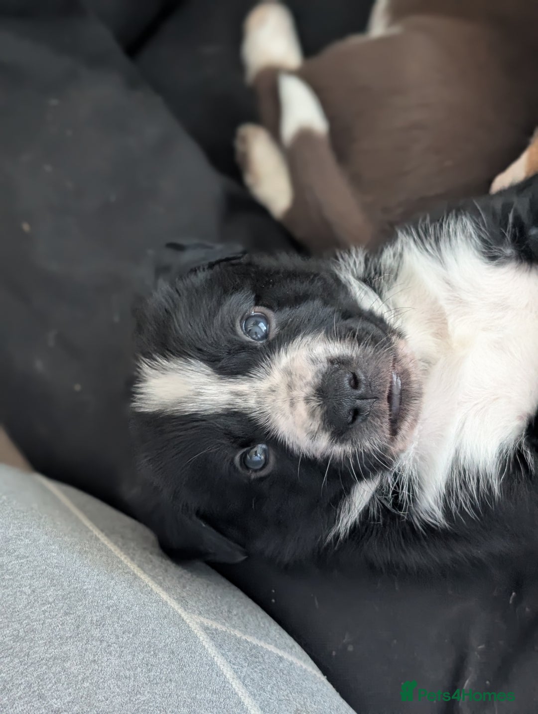 Border Collie dogs for sale: Collie mix puppies looking for their families! - Image 34