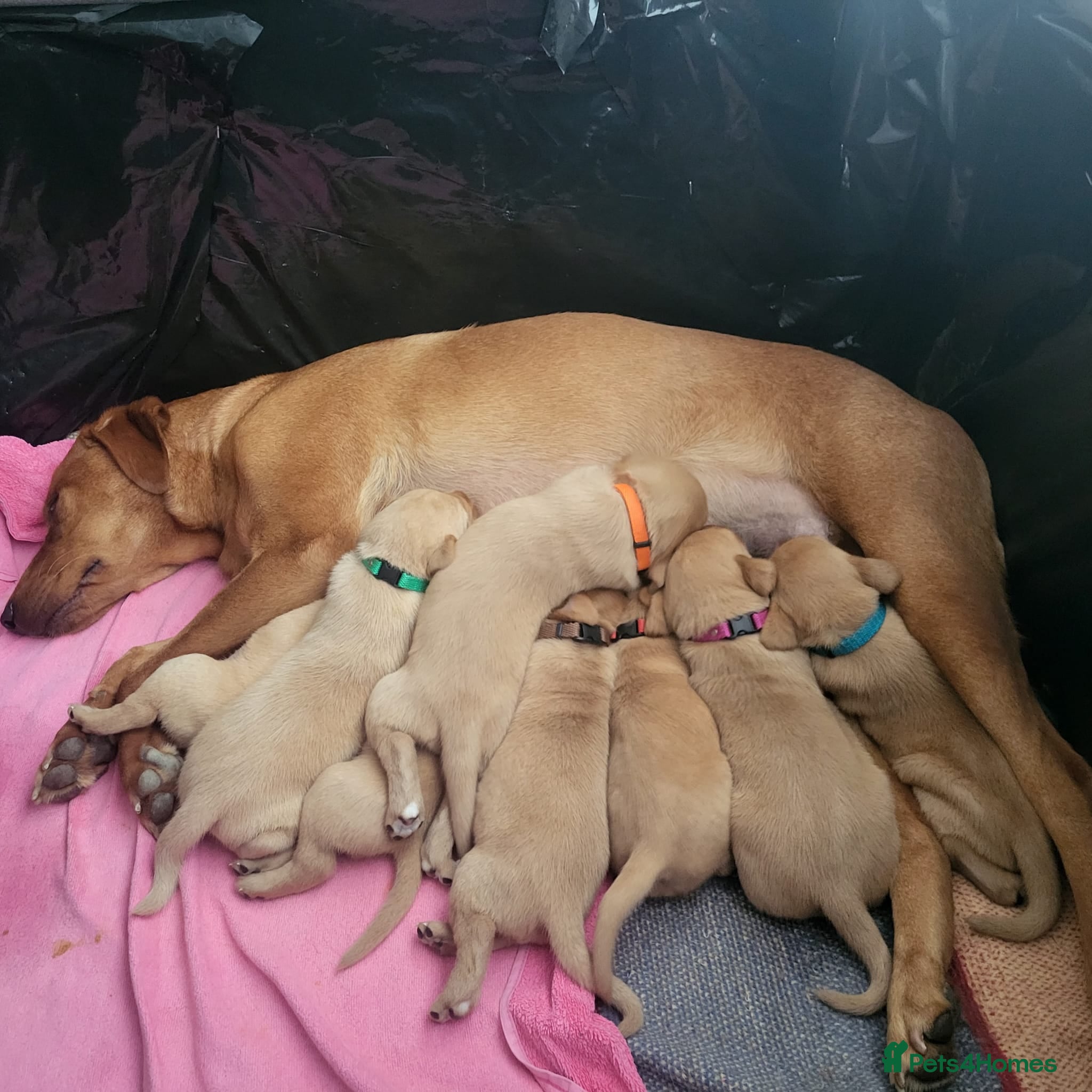 Labrador Retriever dogs Fox Red puppies kc reg working parents - Advert 1