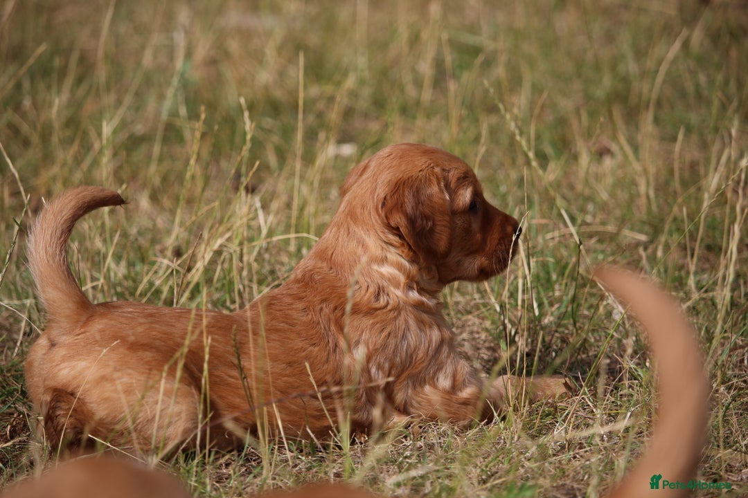 Golden Retriever dogs for sale: Dark Red Kc Registered Golden Retriever Puppies - Image 24