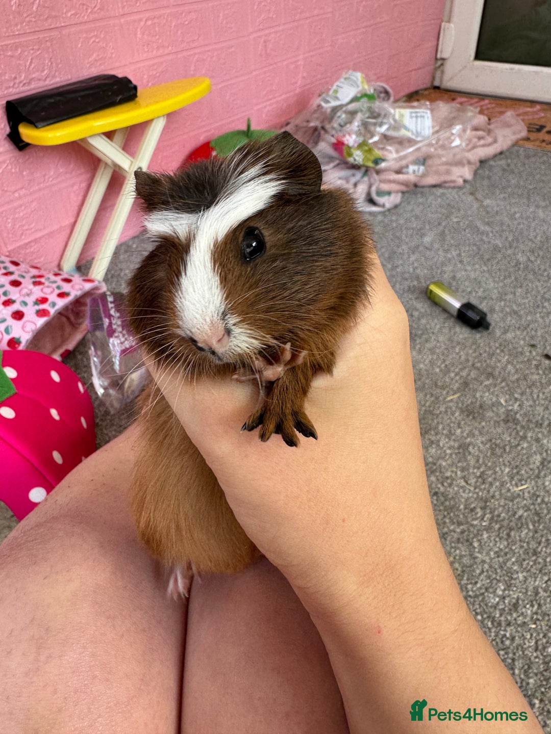 Guinea Pig rodents for sale: Baby piggies  - Image 3