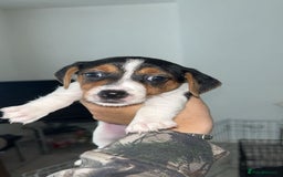Jack Russell dogs for sale: Jack russle pups  - Image 3