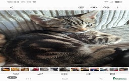 Mixed Breed cats for sale: Beautiful kittens - Image 3