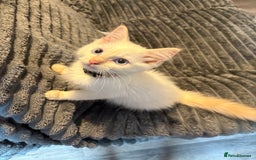 Ragdoll cats for sale: GCCF Beautiful Ragdoll Kittens - Image 16