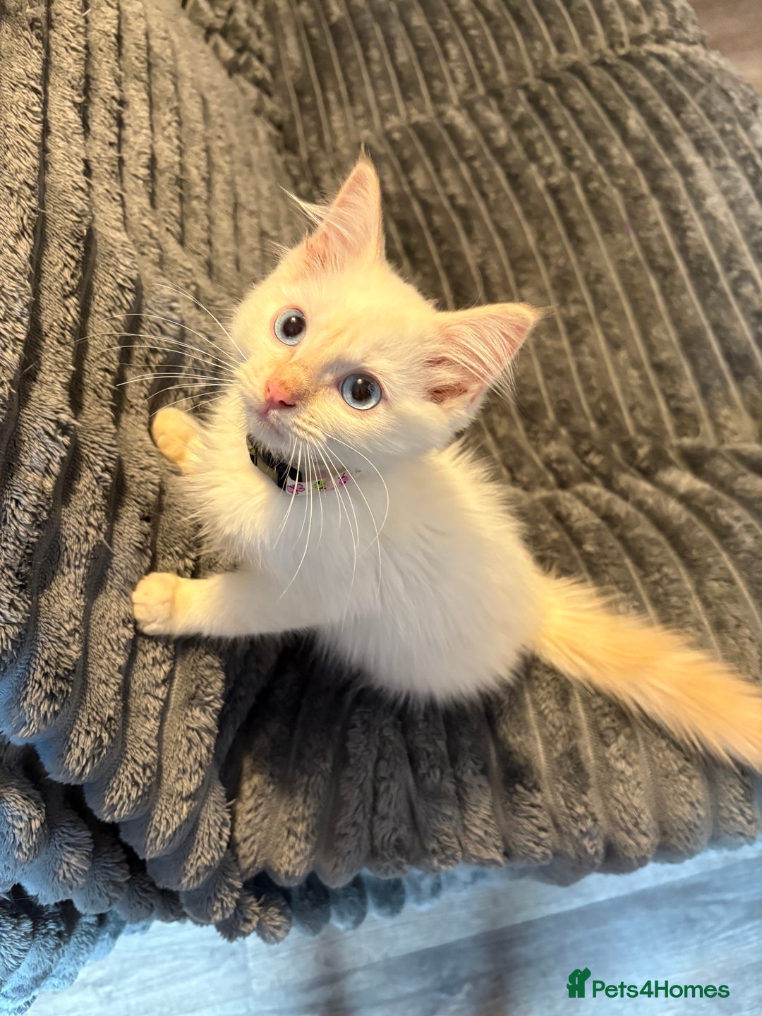 Ragdoll cats for sale: GCCF Beautiful Ragdoll Kittens - Image 16