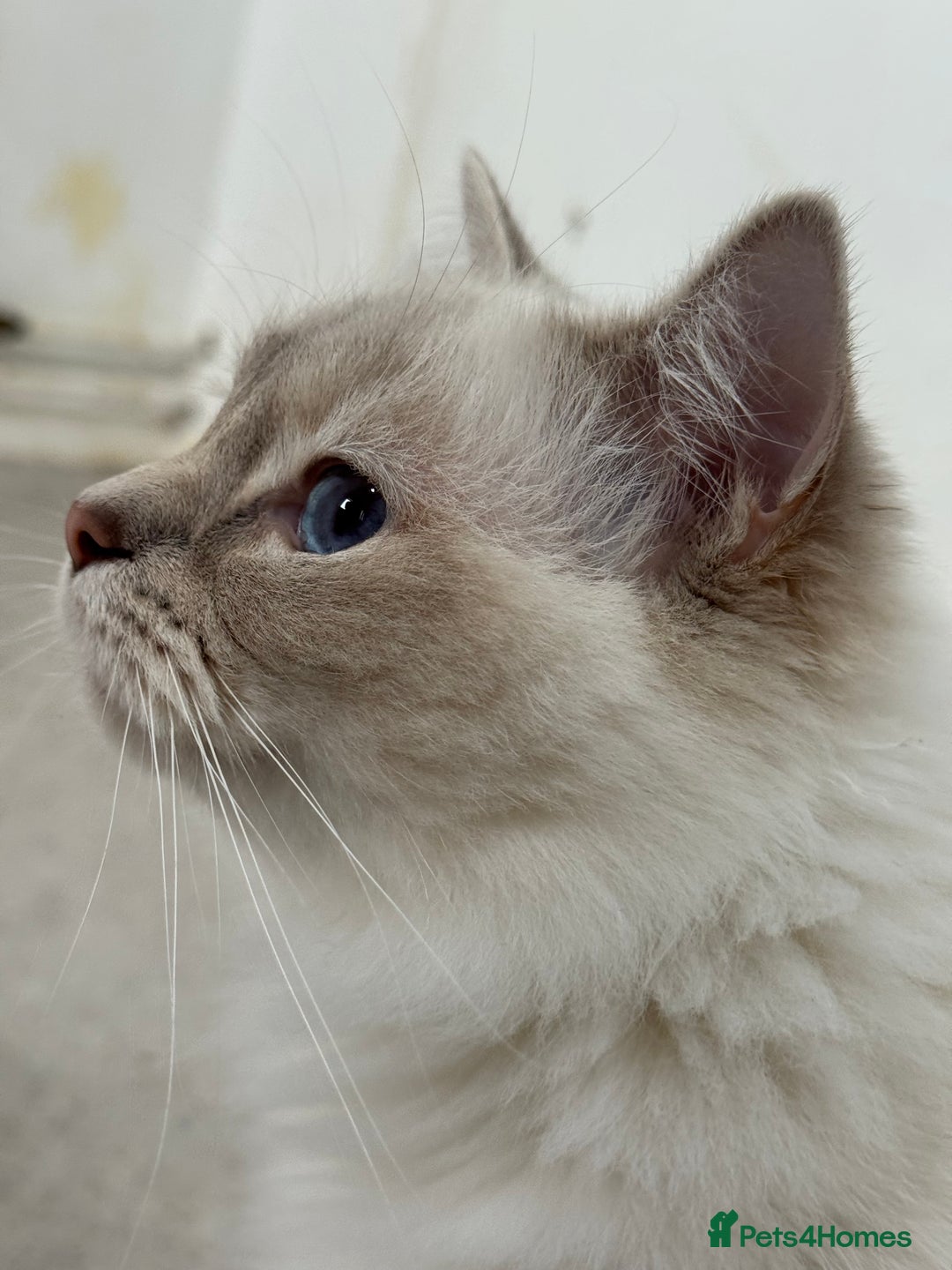 Ragdoll cats for sale: Lilac lynx ragdoll active - Advert 4