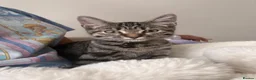 Mixed Breed cats for sale: Friendly female kitten  - Advert 4