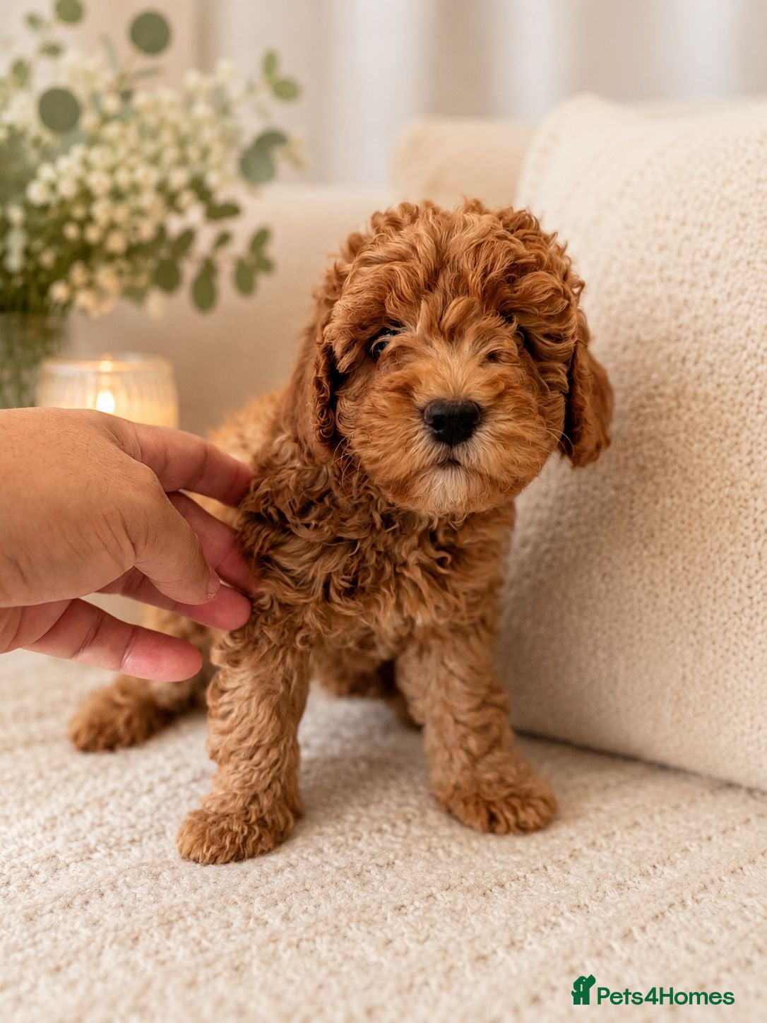 Cockapoo dogs 1 F1BB Health Tested Toy Cockapoo Left!  - Advert 2