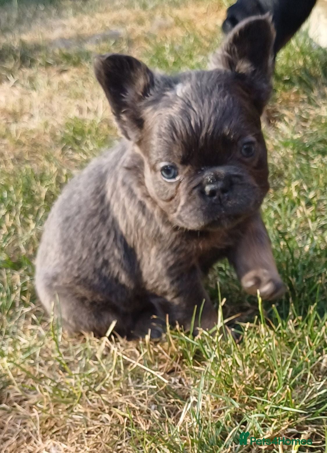 French Bulldog dogs Outstanding KC French Bulldog Puppies  - Advert 16