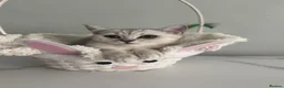 British Shorthair cats for sale: Only 2 Kittens female  - Advert 20
