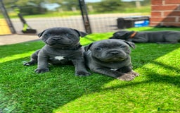 Staffordshire Bull Terrier dogs for sale: Black to blue health tested Staffords - Image 2