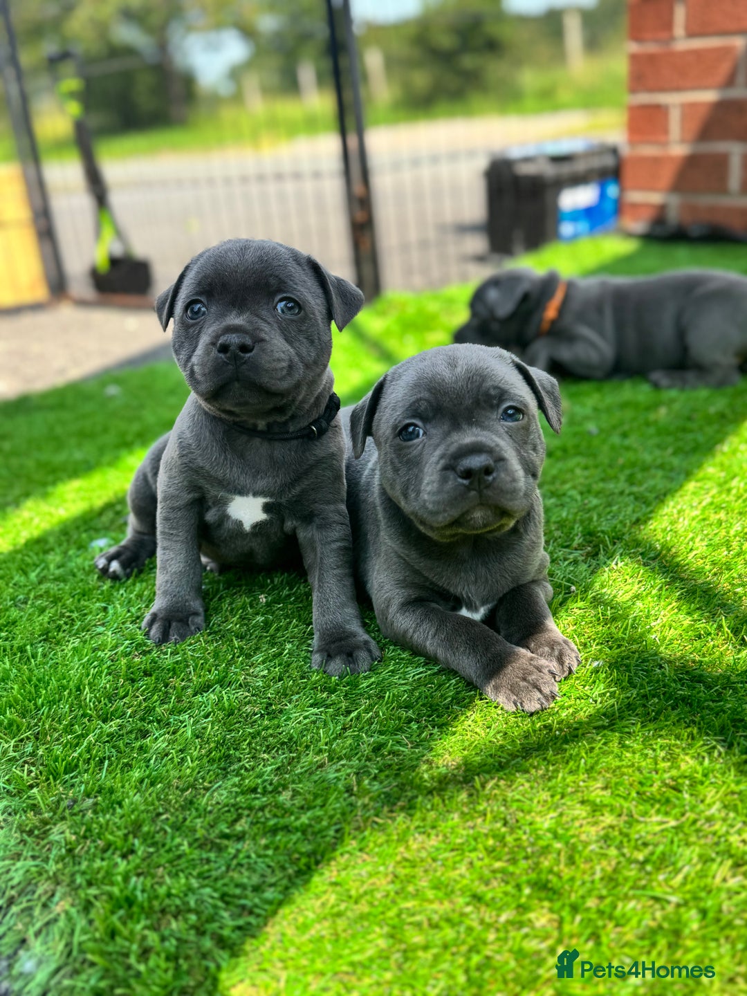 Staffordshire Bull Terrier dogs for sale: Black to blue health tested Staffords - Image 2