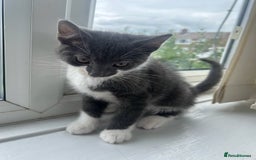 Mixed Breed cats for sale: Half Maine coon - Image 5