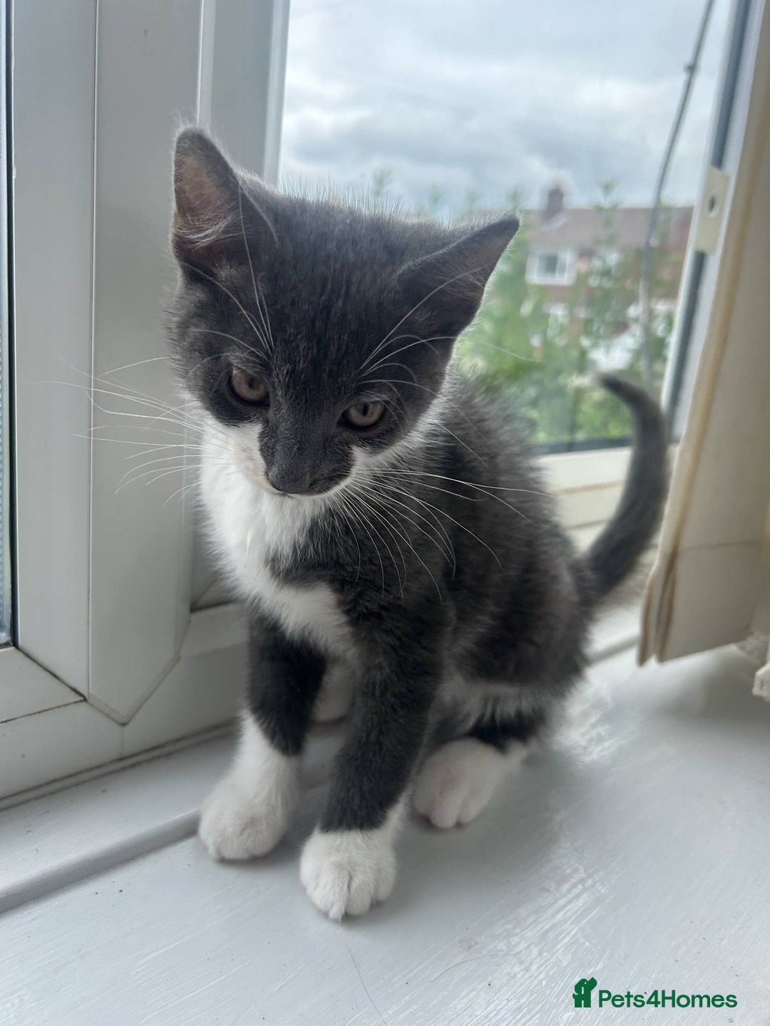Mixed Breed cats for sale: Half Maine coon - Image 5