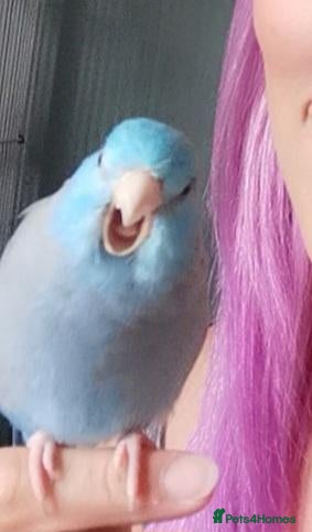 Parrots birds Parrotlet Male - Advert 2