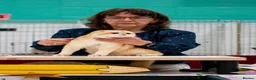 Scottish Fold cats for sale: Beautiful show quality scottish fold boys - Advert 5