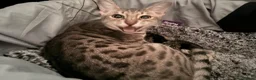 Bengal cats for sale: Bengal kittens for sale  in London - Advert 13