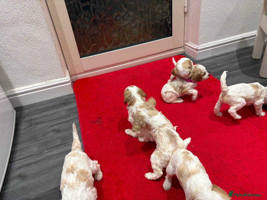 Cavapoo dogs for sale: Cavapoo  - Advert 7