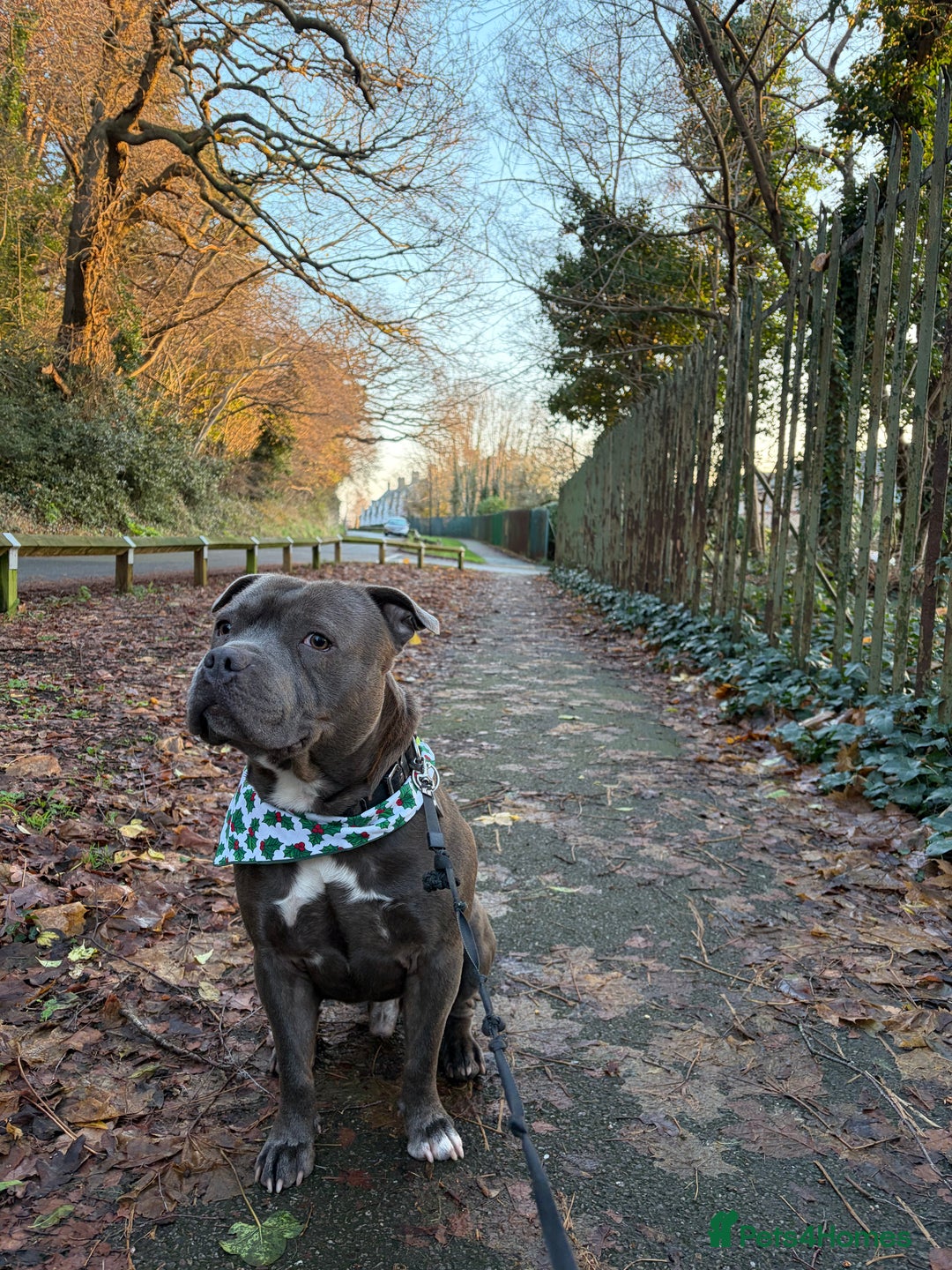 Staffordshire Bull Terrier dogs for stud: Staffy boy for stud - Advert 6