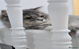 Persian cats for sale: Persian Dollface Kittens  - Image 15