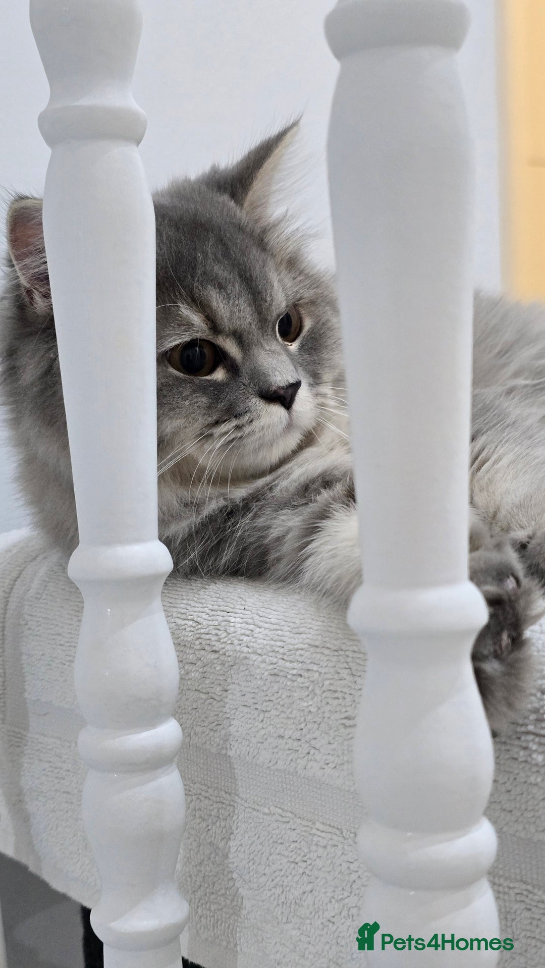 Persian cats for sale: Persian Dollface Kittens  - Image 15