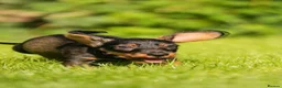 Dachshund dogs for sale: READY NOW Wire Haired Dachshunds Teckles  - Advert 9