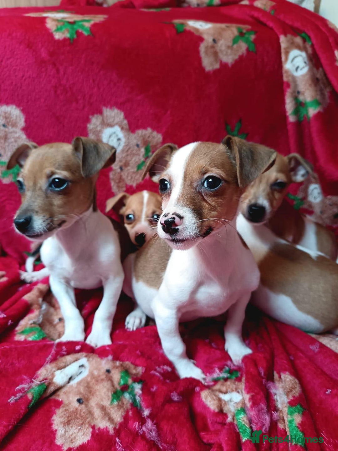 Jack Russell dogs for sale: Jack Russell puppies  - Image 10