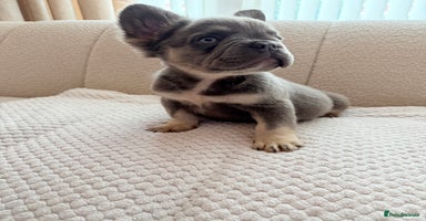 French Bulldog dogs - Advert 3